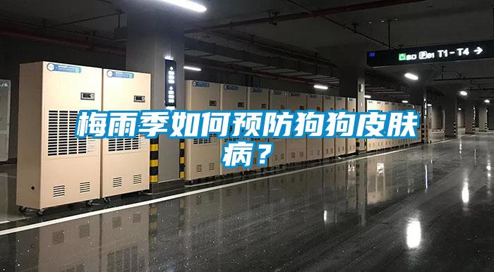 梅雨季如何預防狗狗皮膚?。?/></p>
<p style=