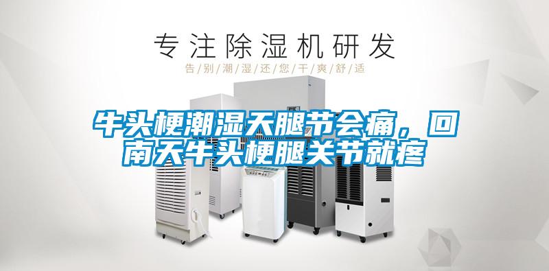 牛頭梗潮濕天腿節會痛，回南天牛頭梗腿關節就疼