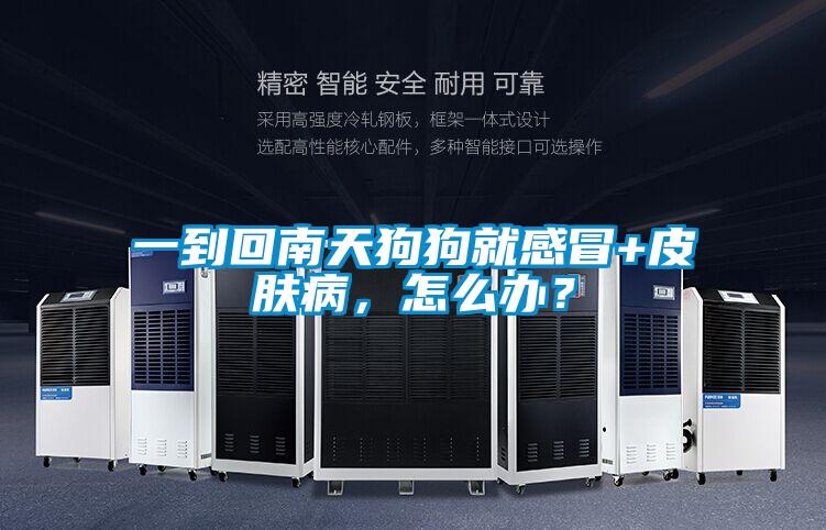 一到回南天狗狗就感冒+皮膚病，怎么辦？