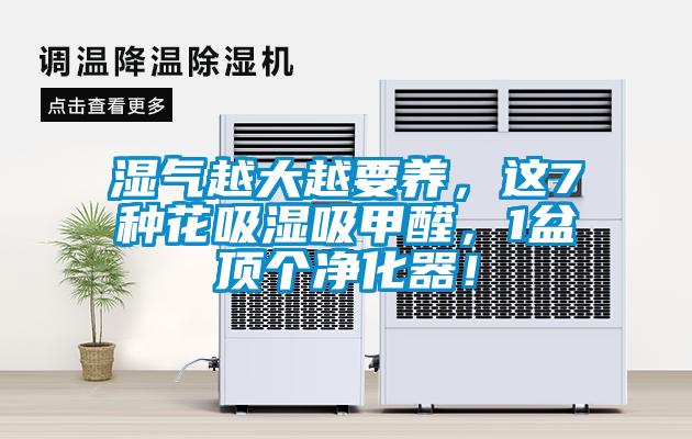 濕氣越大越要養，這7種花吸濕吸甲醛，1盆頂個凈化器！