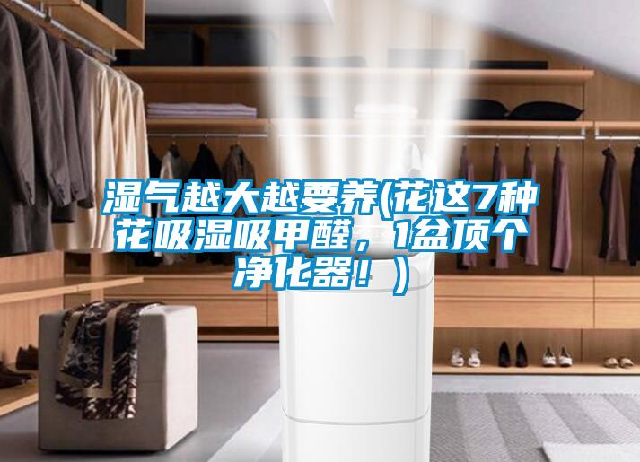 濕氣越大越要養(花這7種花吸濕吸甲醛，1盆頂個凈化器！)