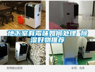 企業新聞地下室有霉味如何處理 除濕好物推薦