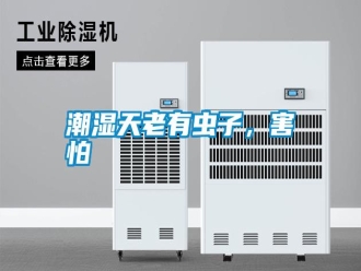 知識百科潮濕天老有蟲子，害怕