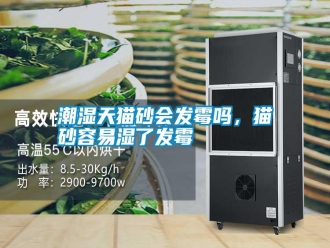 知識百科潮濕天貓砂會發(fā)霉嗎，貓砂容易濕了發(fā)霉